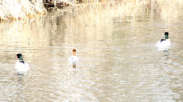 Enten.jpg