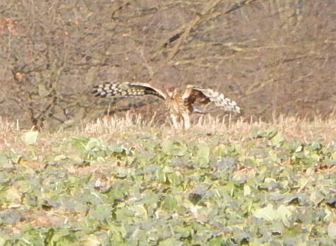 DSCN3071.jpg