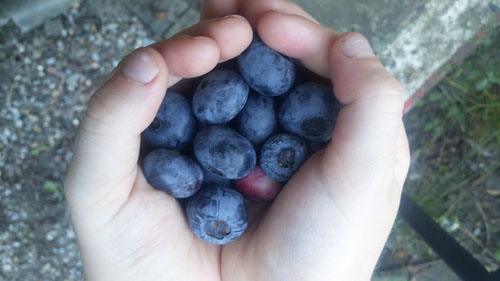 heidelbeeren.jpg