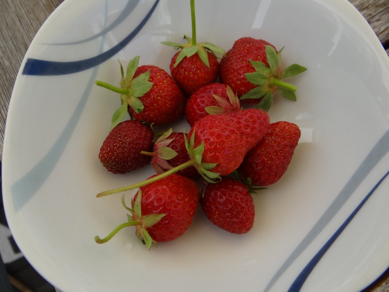 Erdbeeren