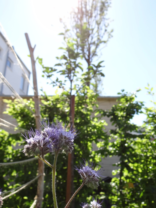Phacelia