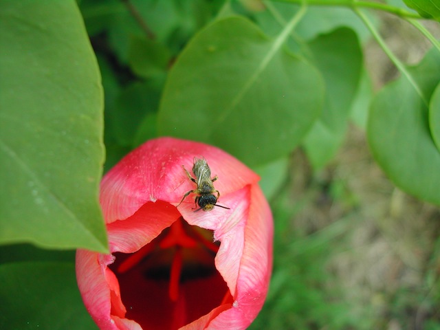 wildbiene an tulpe