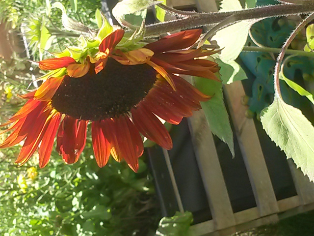 20170713_142658.jpg