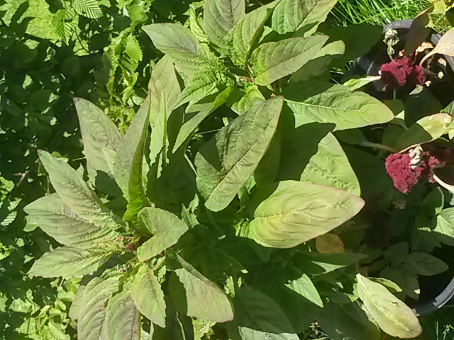 20170713_142644.jpg