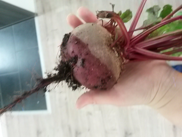 20170813_140300.jpg
