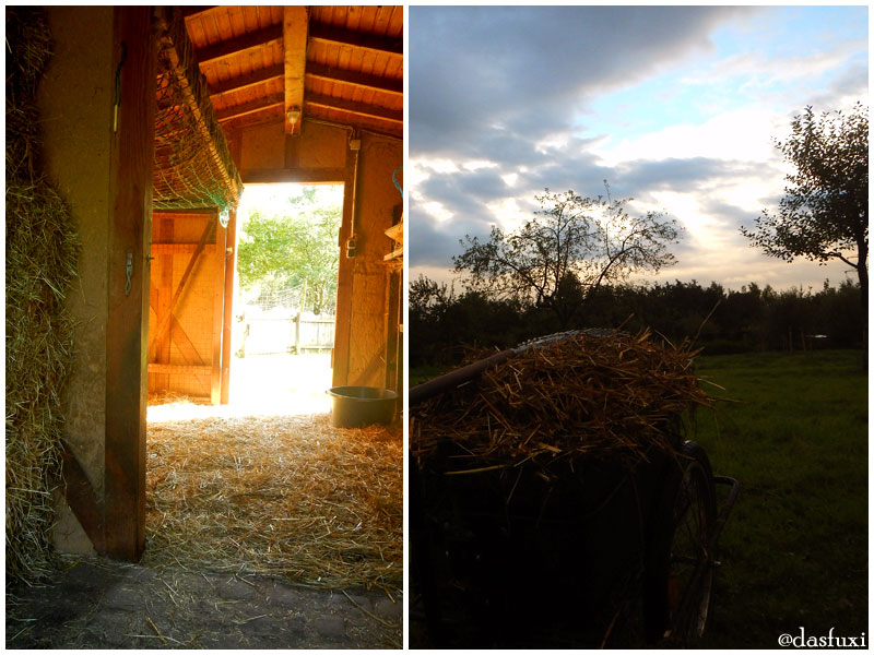 Herbstcollage - Stall und Streuobstwiese