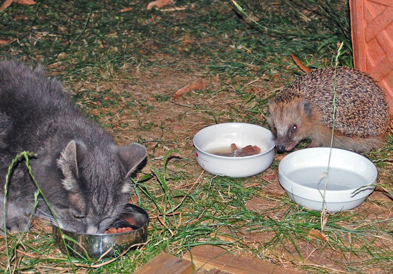 katze und igel kle.jpg