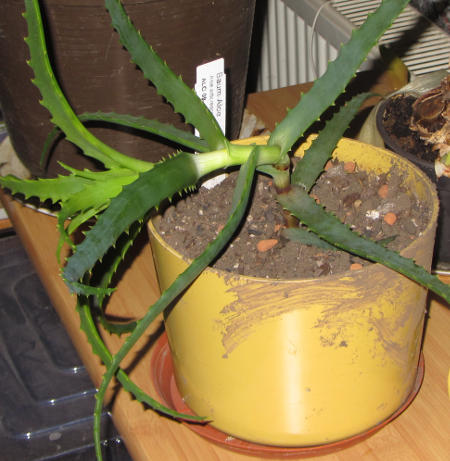 umgeknickte_Aloe_Arborescens.jpg