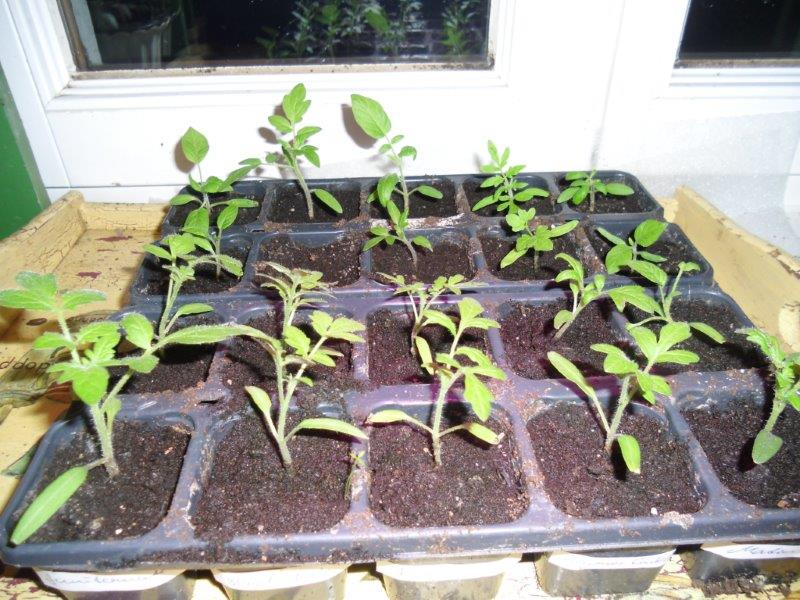 Tomatenpflanzen Anfang Februar