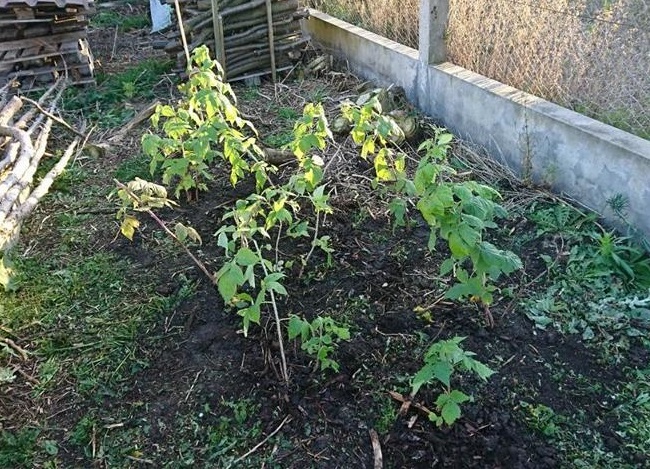 Die Himbeeren frisch eingepflanzt