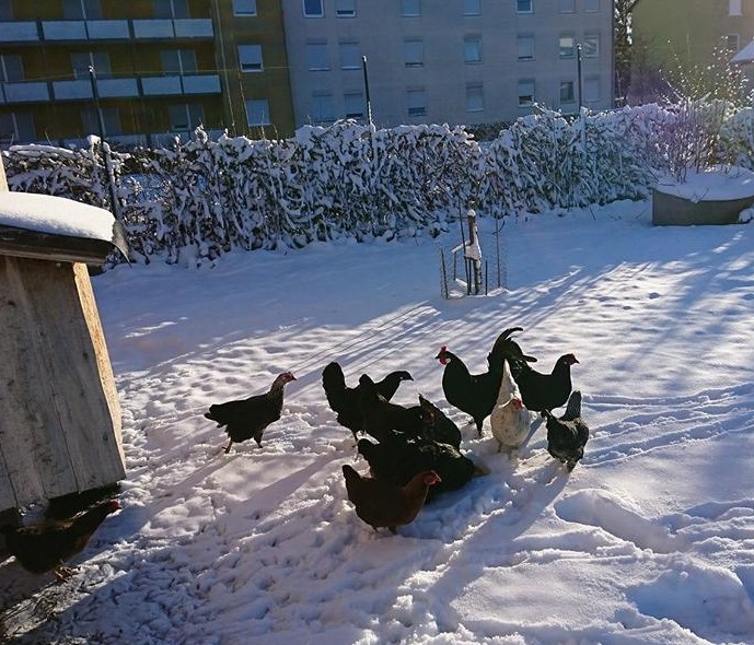 Hühner im Schnee