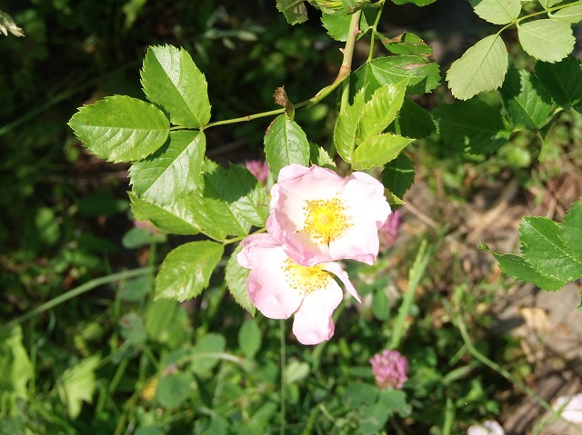 k-kletterrose rosa.JPG