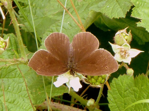 Brauner Waldvogel