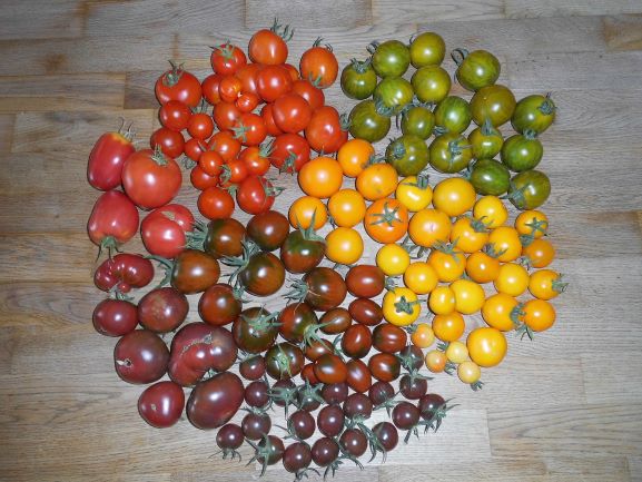 Tomatenvielfalt3.JPG