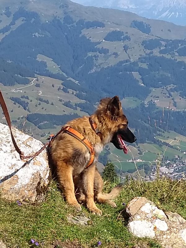 Würde nur zu gerne zu den Kühen. Nächstes Jahr dann.