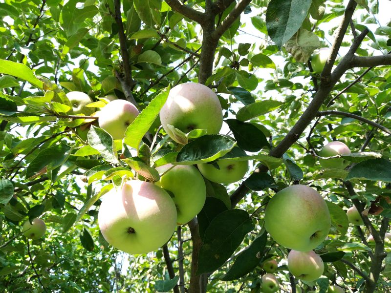 Äpfel