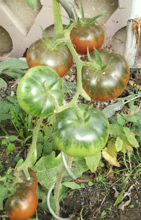 Tomate_Schwarze_Krim_von_Aldi.jpg