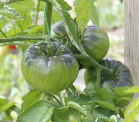 Tomate_Schwarze_von_der_Krim_aus_2017.jpg