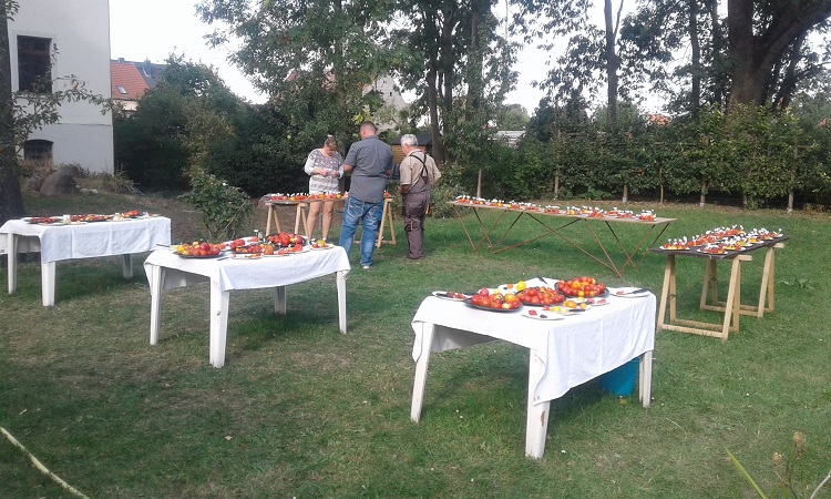 Tomatenschau bei Taraxacum