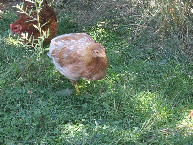 Mama mit Henne.jpg