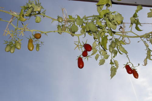 Tomate-Carnica-an-der-Pflanze.jpg