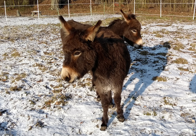 heidi&siggi3.jpg