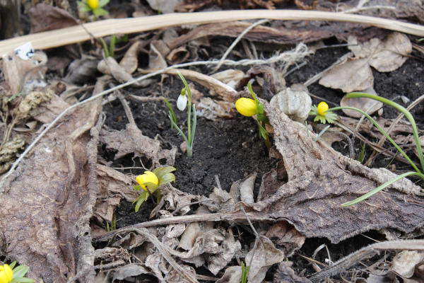 Winterlinge_und_Schneegloeckchen_im_Garten.jpg