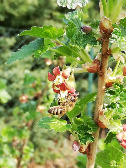 Fleißige Bienchen bei den Jostablüten