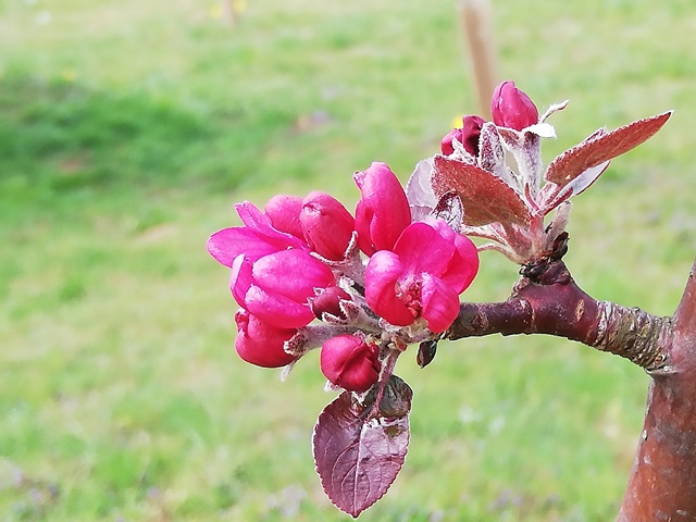 Roter Mond