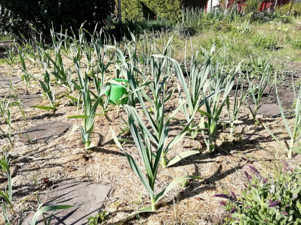 Riesenknoblauch_aus_Ungarn.jpg