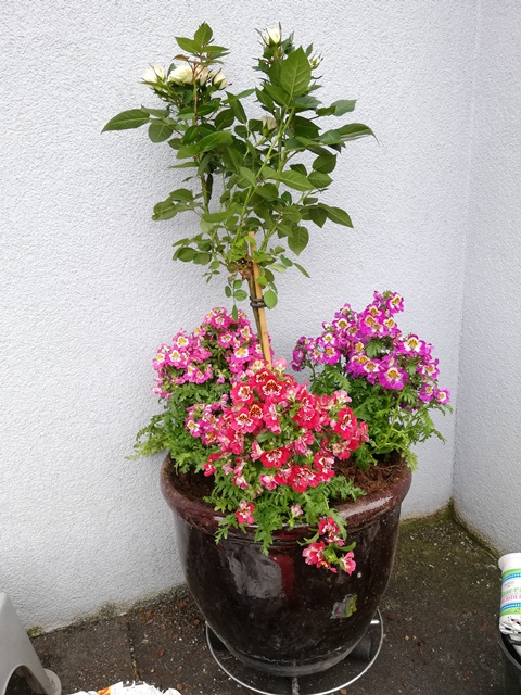 IMG_20190514_162041.jpg