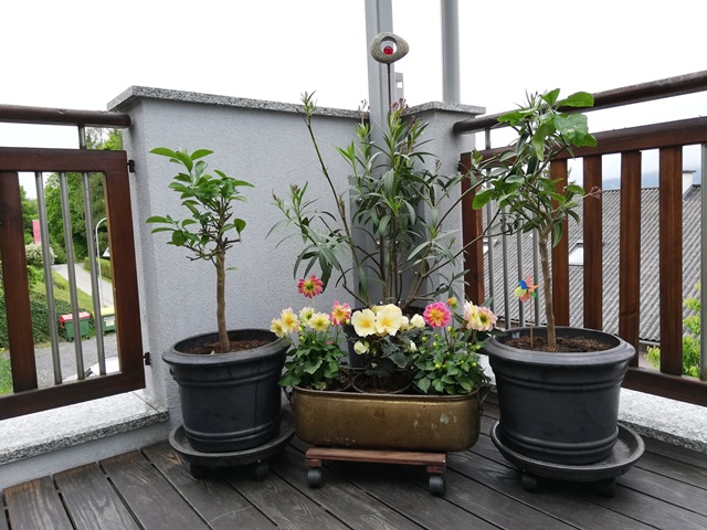 IMG_20190515_081445.jpg