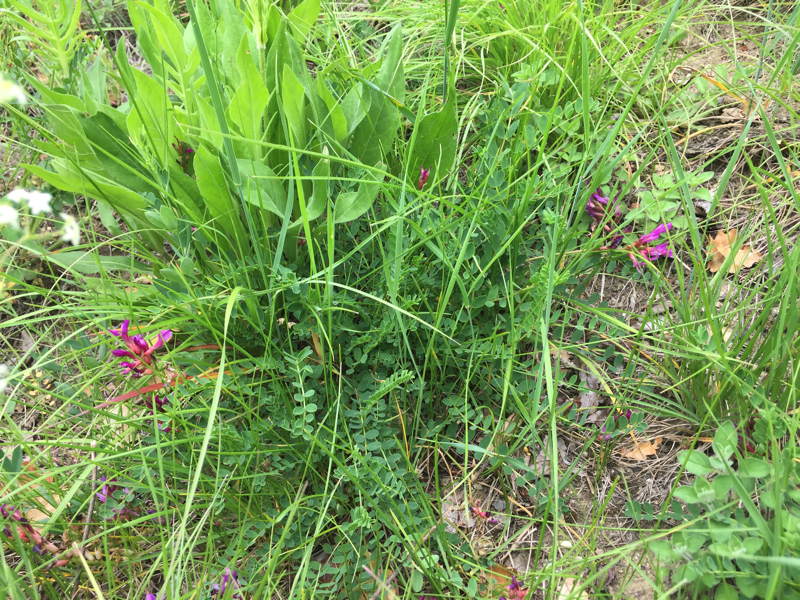Astragalus monspessulanus, der französische Tragant