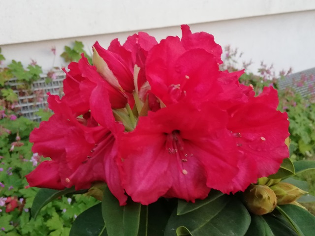 IMG_20190526_203151.jpg
