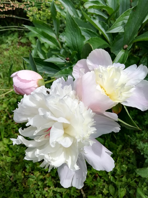 IMG_20190601_113315.jpg