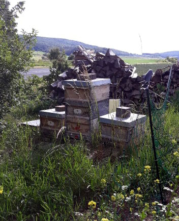 2019 06 Bienen.jpg