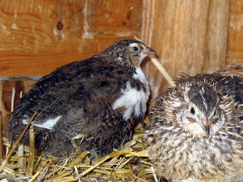 Pinguin-Schecke (Pingu) und Wildfarben