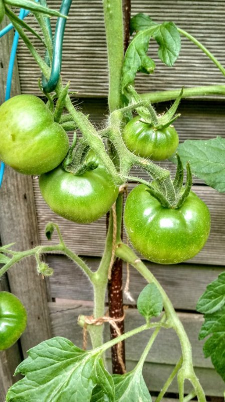 Handschuhsheimer Feldtomate.jpg