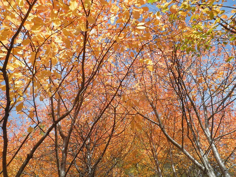 Herbstfarben.jpg