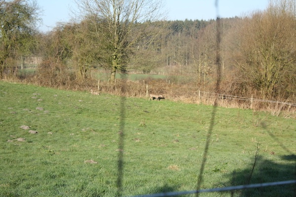 rehe2.JPG