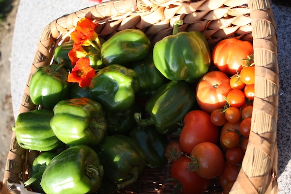 gartenanfaenge13-paprika-tomaten.JPG