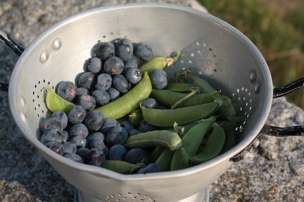 gartenanfaenge13-beeren-erbsen.JPG