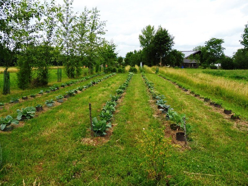 Kohl-Kupferring.JPG