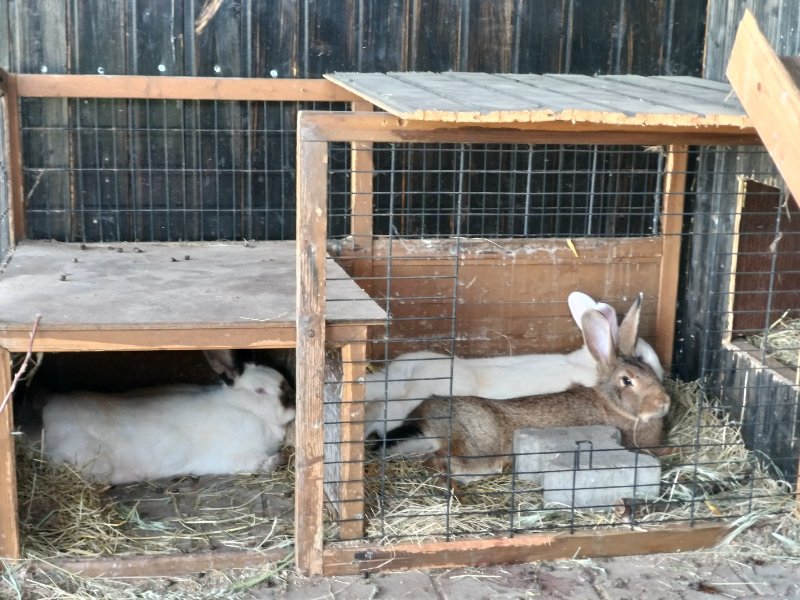 Die drei Erwachsenen in der Kolonie kuscheln gerne