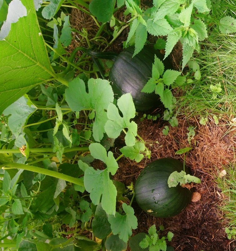 Schaugarten Kürbisse2.jpg