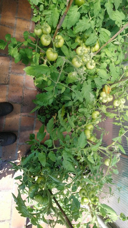 Tomaten zuhause2.jpg