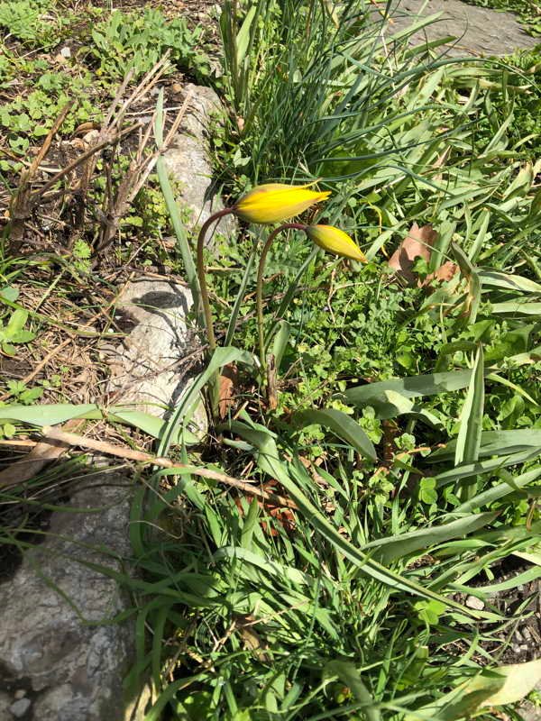 Die ersten Weinbergstulpen (Tulipa silvestris)