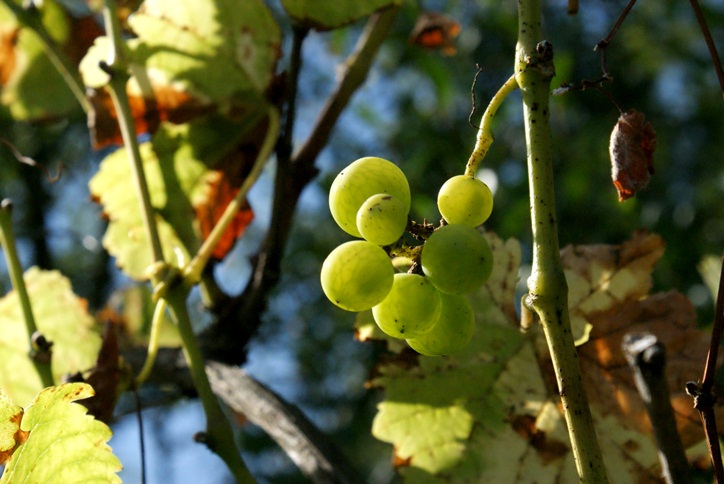 DSC01968.JPG