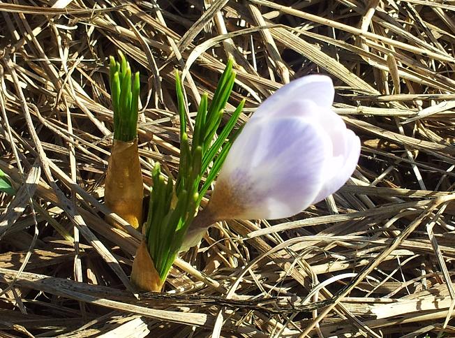 frühling1.JPG