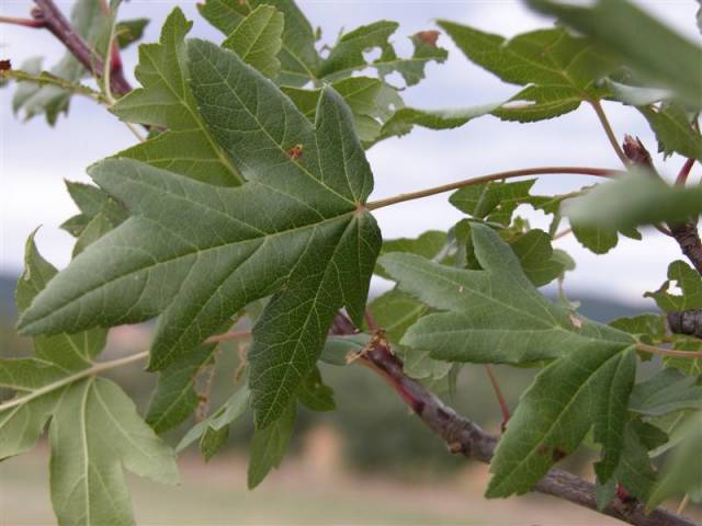 Malus-trilobata-feuilles-Medium-.jpg